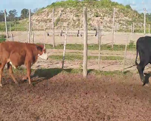 Lote 100 Terneros/as en Weisburd, Santiago del Estero