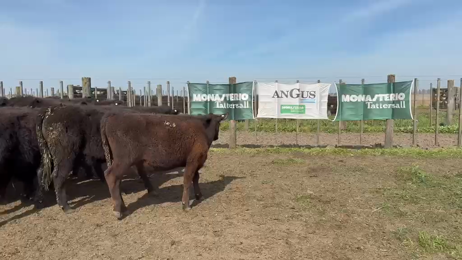 Lote 200 Novillitos en Tres Arroyos