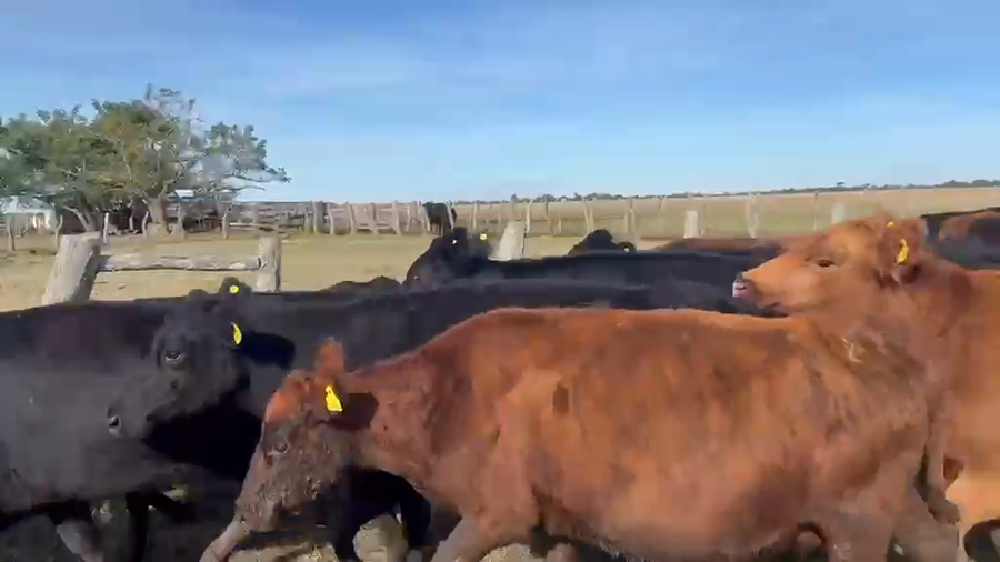 Lote 36 Vacas de invernar
