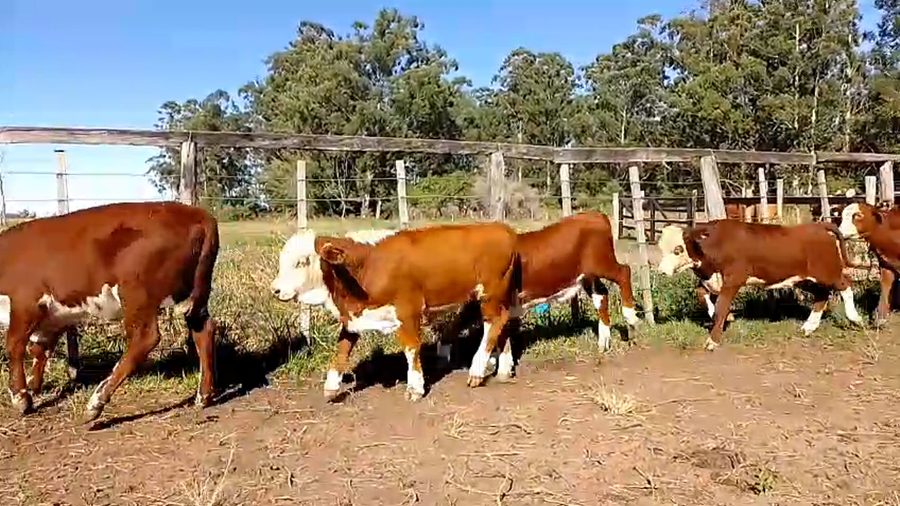 Lote 16 Terneros/as