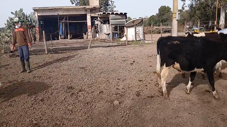 Lote 13 Terneros Holando Argentino en Sunchales, Santa Fe