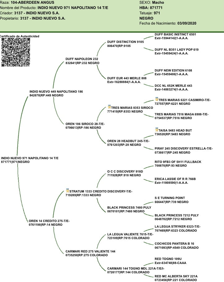 Lote "Toros ""SANTA ROSA"""