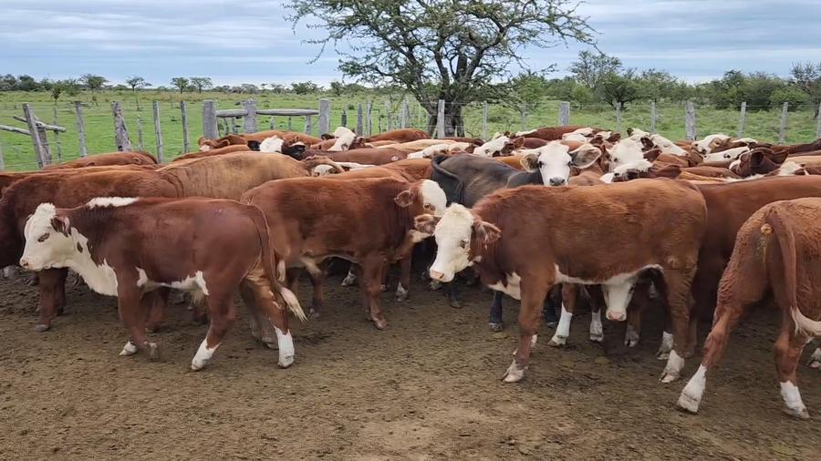 Lote 75 Terneros en Curuzú-Cuatiá, Corrientes