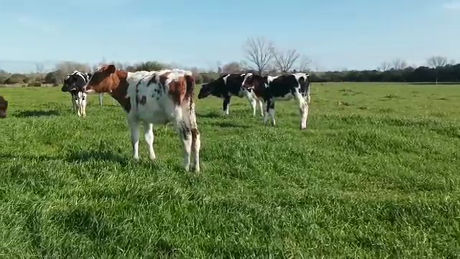 Lote (Vendido)7 Terneros HOLANDO a remate en 5to remate por pantalla ENTRE MARTILLOS 80/90kg - , San José