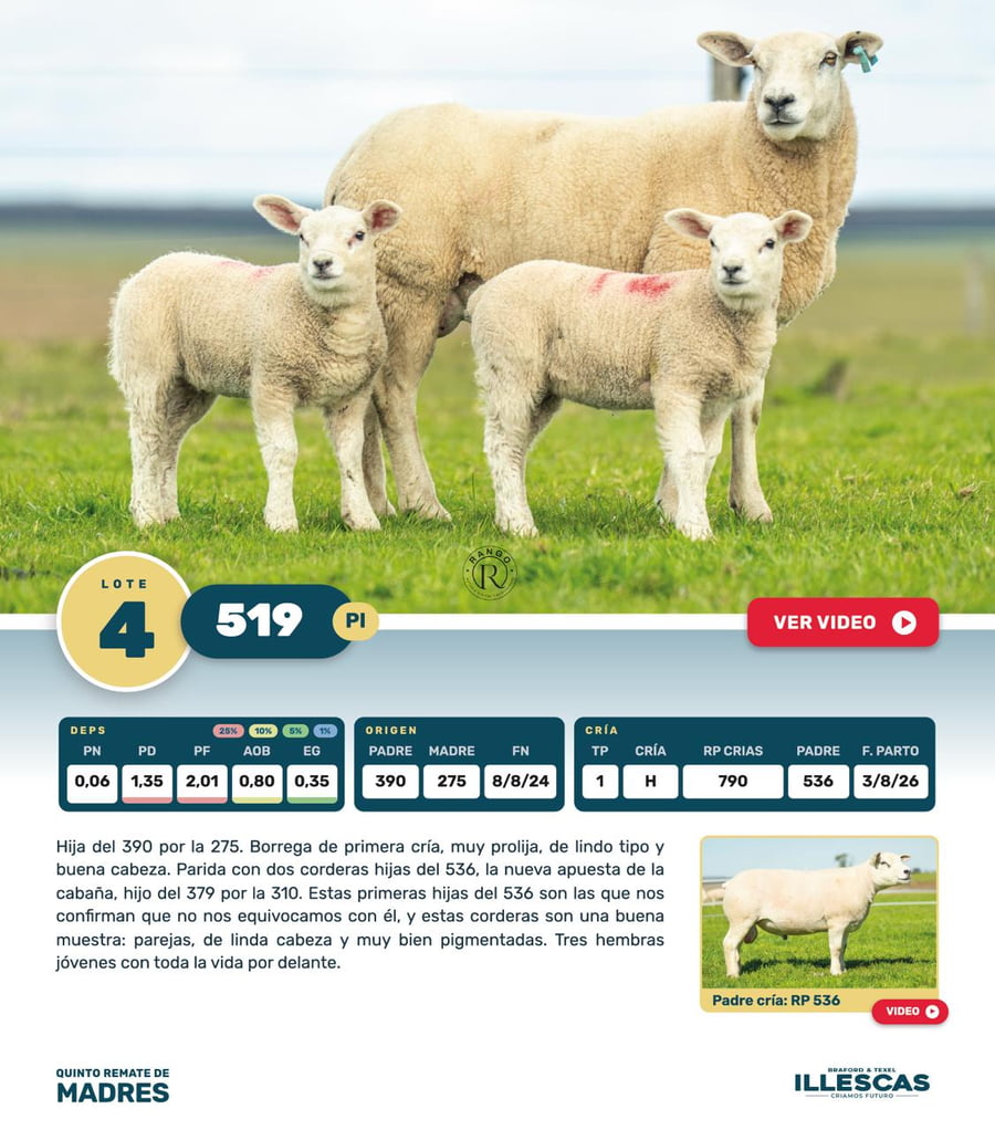 Lote Lote 4