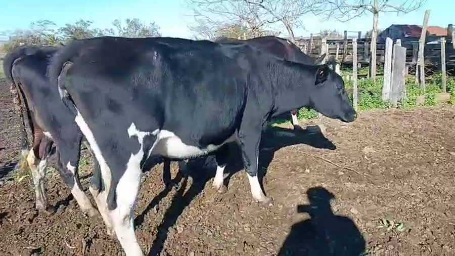 Lote 3 Vaquillonas  Holando a remate en Pantalla Camy 450kg -  en Ruta 3 Km 120