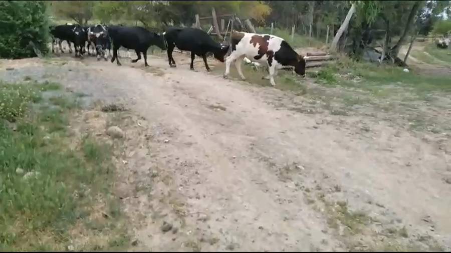Lote 24 Novillo Engorda en VII  Región Maule, San Javier