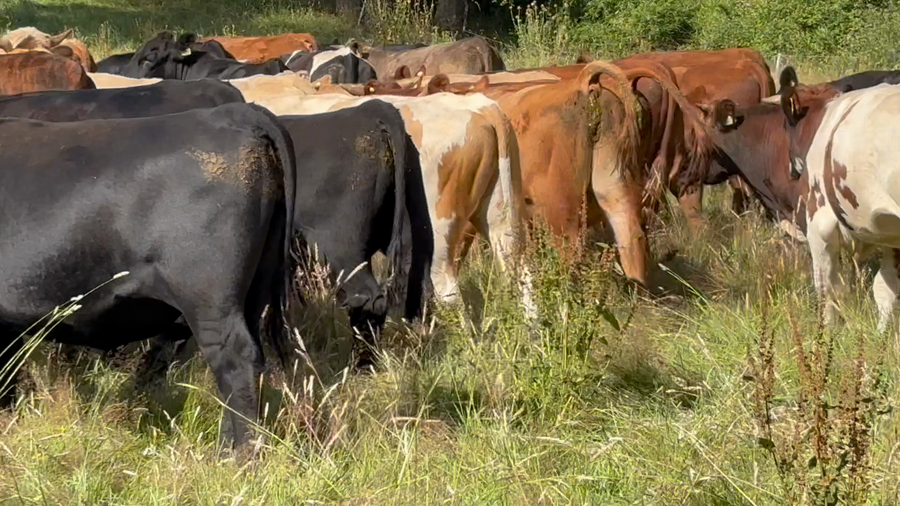 Lote 37 Novillo Engorda en Purranque, X Región Los Lagos