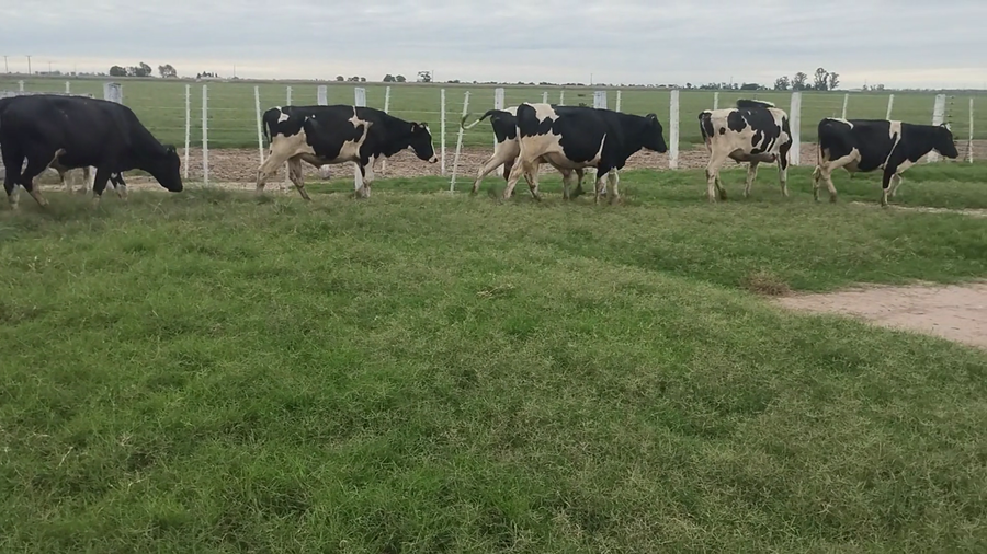 Lote 8 MEJ / Macho Entero Joven Holando Argentino en Porteña, Córdoba