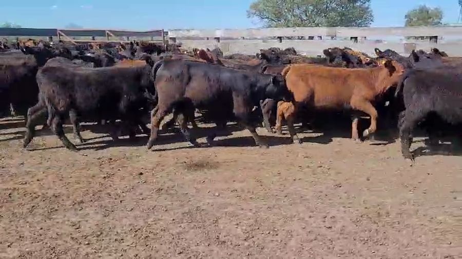 Lote 100 Terneras en Villaguay, Entre Ríos