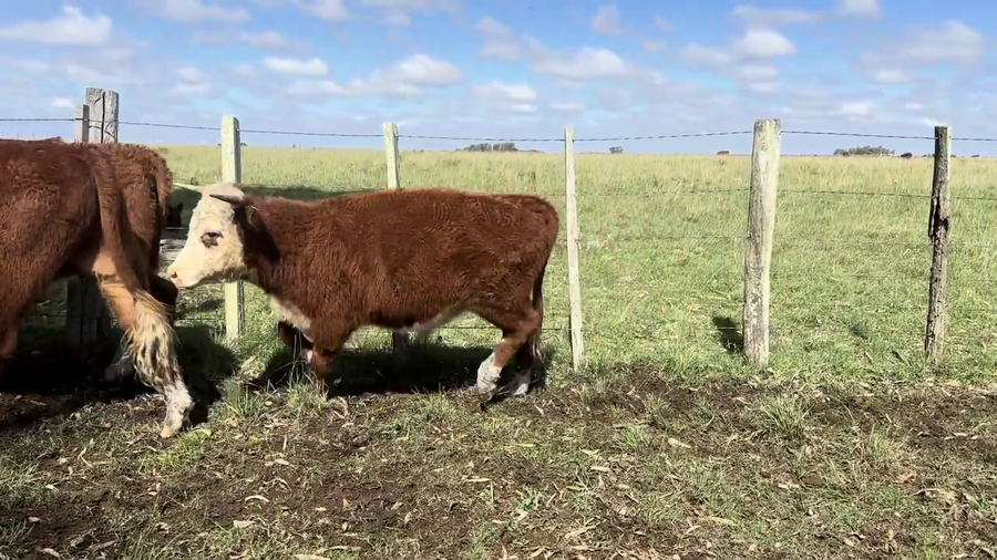 Lote NOVILLOS 2 A 3 AÑOS