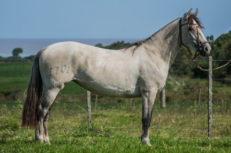 Lote CONSTANCIA RANCHERA 1701