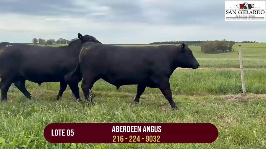 Lote TOROS ABERDEEN ANGUS