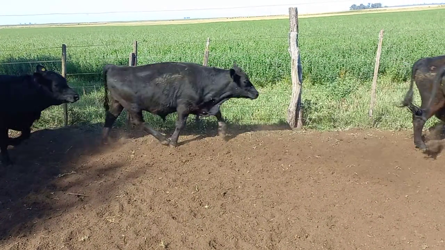 Lote 65 Terneros en Buenos Aires, Daireaux