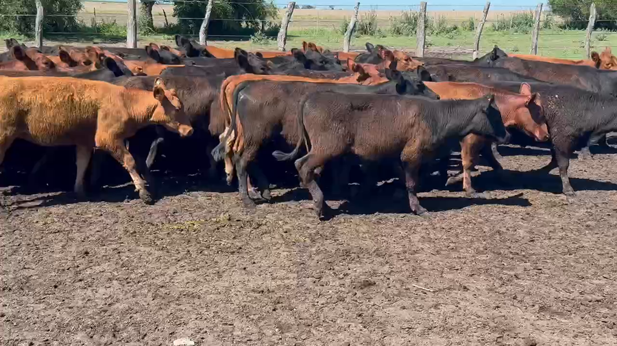 Lote 70 Terneras en Villaguay, Entre Ríos
