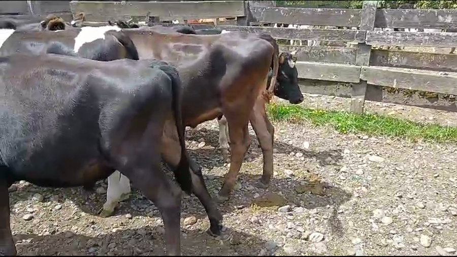 Lote 15 Novillo Engorda en Mariquina, XIV Región Los Ríos