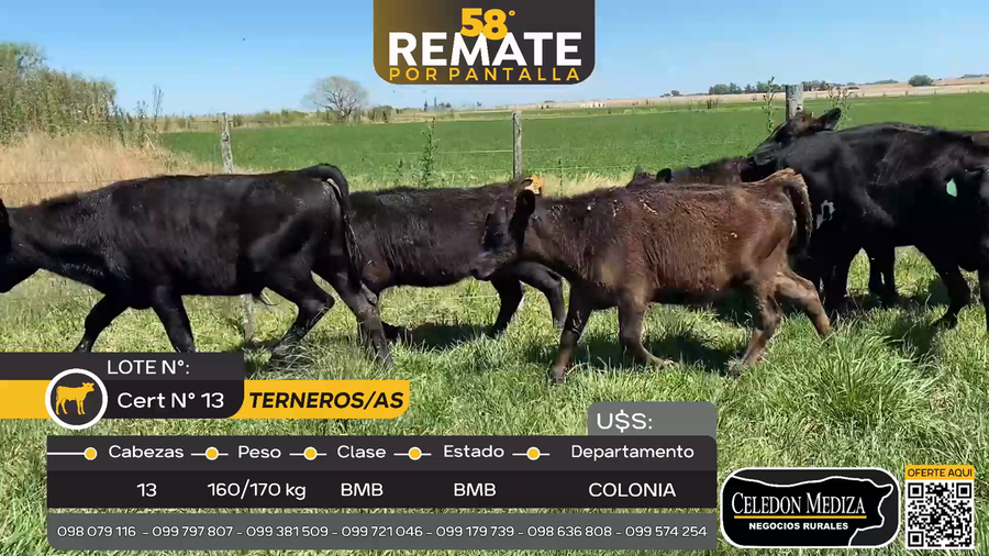 Lote 13 Terneros y Terneras en Otra Localidad, Colonia