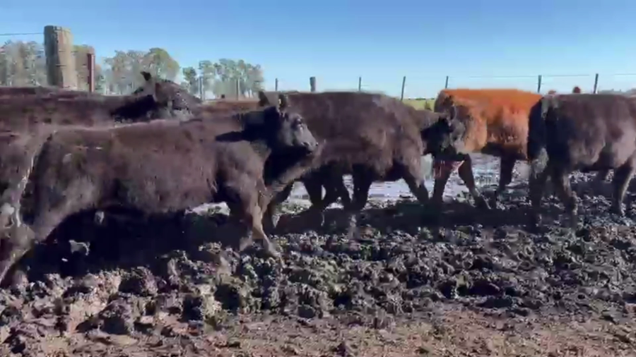 Lote 105 TERNS HEMBRAS, TANDIL, PCIA. DE BS. AS.