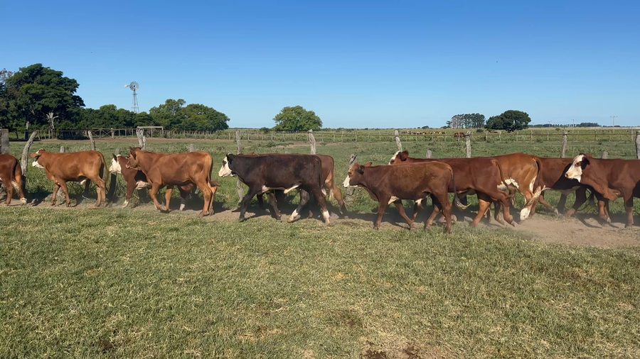 Lote 100 Terneros en Corrientes, Bella Vista