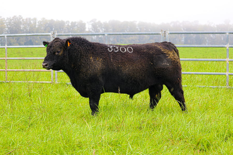 Lote ABERDEEN ANGUS SA - Angus NEGROS