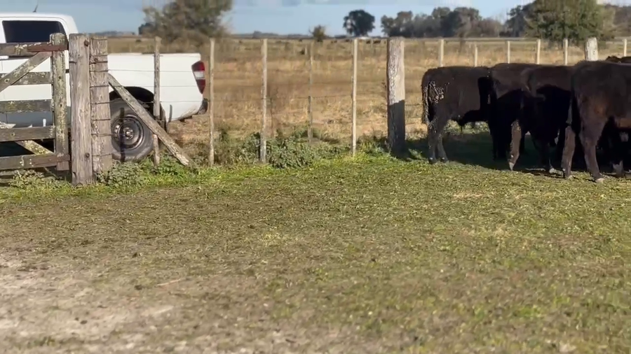 Lote 65 Terneros en Chascomús, Buenos Aires