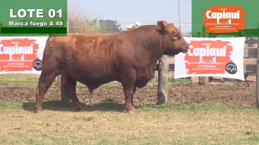 Lote TORO PC ANGUS COLORADO - A 48