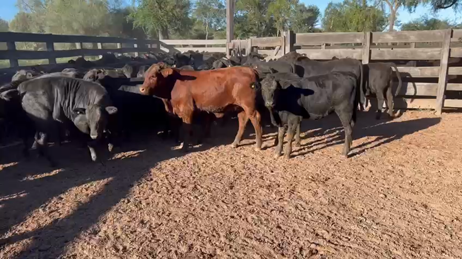 Lote 100 Terneros/as en Juan José Castelli, Chaco