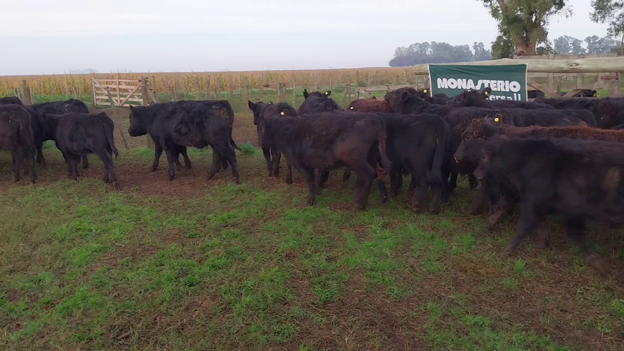 Lote 70 Terneros/as en Recalde