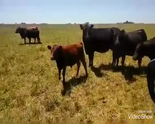 Lote 40 Terneros en Azul, Buenos Aires