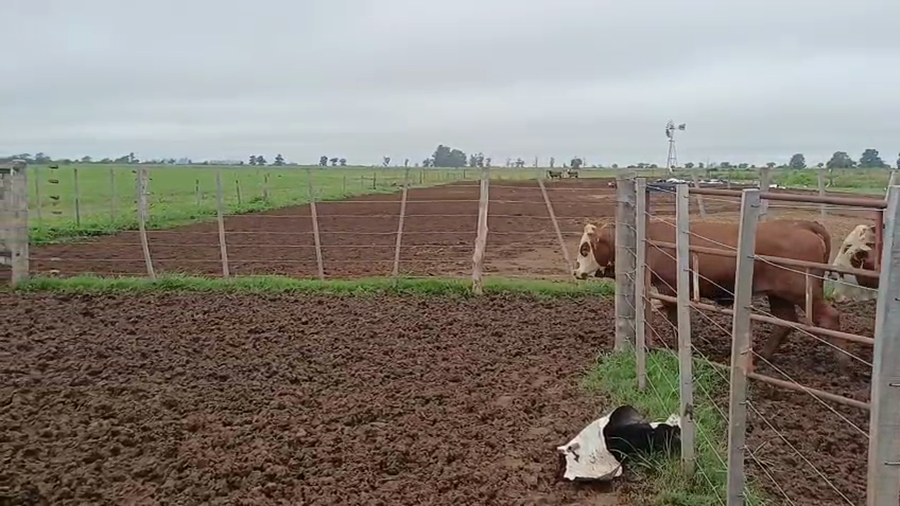 Lote 28 Vaquillonas Aberdeen Angus en Sunchales, Santa Fe