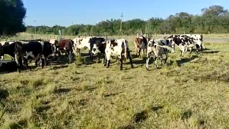 Lote 19 Novillos en San José