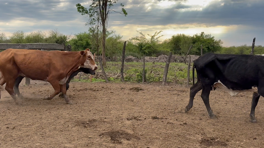 Lote 13 Vacas de invernar en Corrientes, San Luis del Palmar
