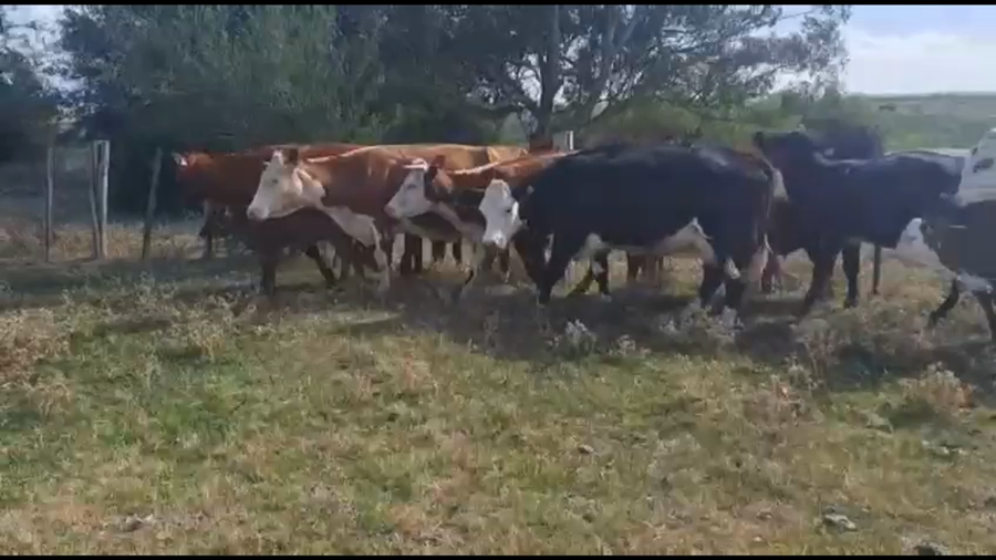 Lote 18 Piezas de Cría