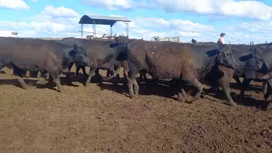 Lote 40 Vaquillonas preñadas en Laprida