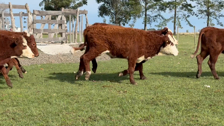 Lote 50 Novillitos en Corrientes, Curuzú-Cuatiá
