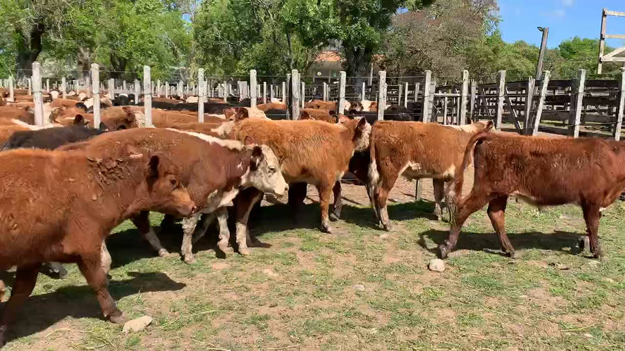 Lote 70 Novillos 1 a 2 años en Melo, Cerro Largo