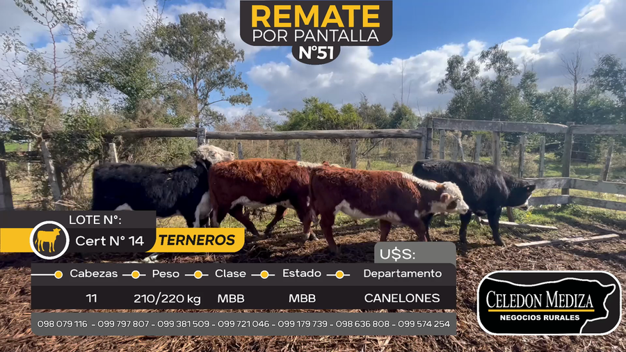 Lote 11 Terneros en Sauce, Canelones