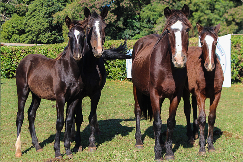 Lote ENB JEROVIA 115