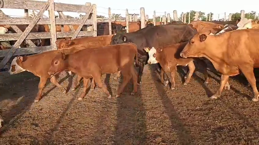 Lote 210 Vientres con Crías y Preñados