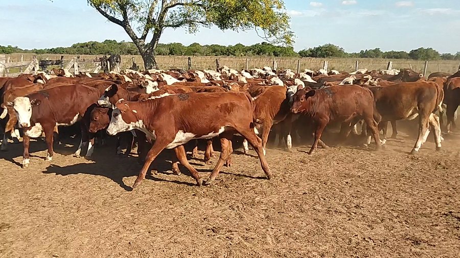 Lote 110 Terneras en Chavarría, Corrientes