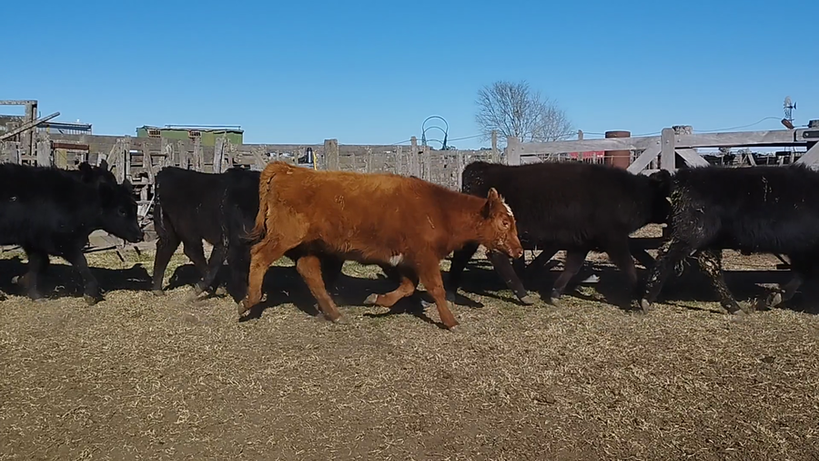 Lote 115 Terneros/as