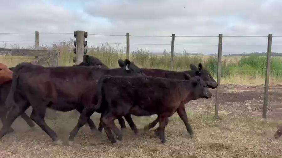 Lote 86 TERNS. MACHOS Y HEMBRAS, TANDIL, PCIA. BS. AS.