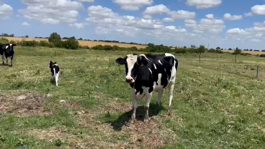 Lote 6 Vaquillonas  a remate en Pantalla Camy, San José