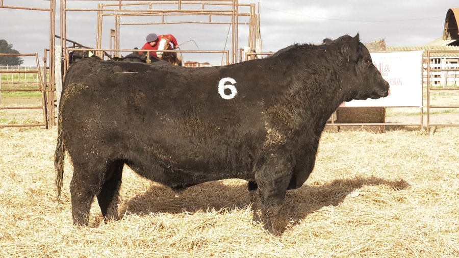 Lote TOROS ANGUS NEGROS  PC