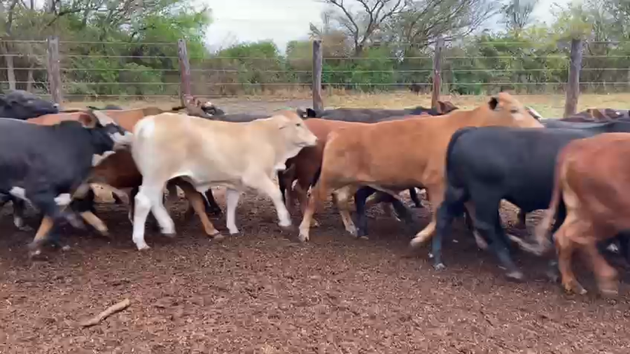 Lote 90 Novillitos en Gral. Manuel Belgrano, Formosa