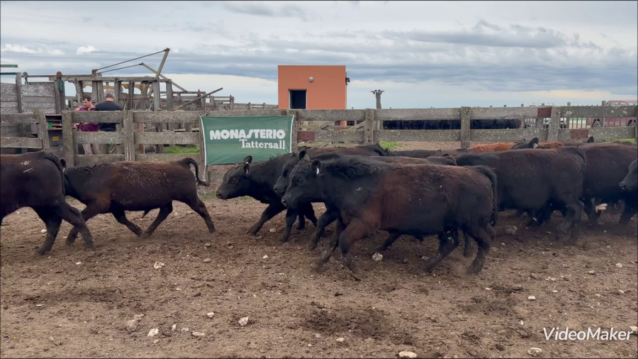 Lote 60 Novillitos en Buenos Aires, Adolfo Gonzales Chaves