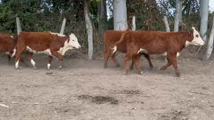Lote 105 Terneras