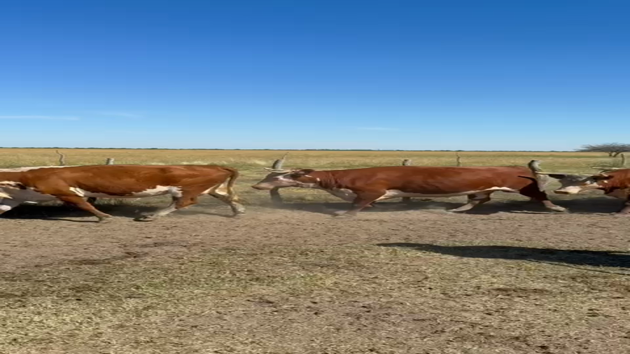 Lote 45 Vacas de invernar