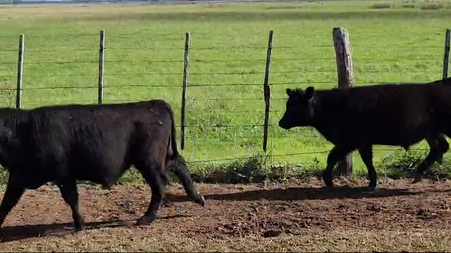 Lote 108 Terneros en Punta Indio, Buenos Aires