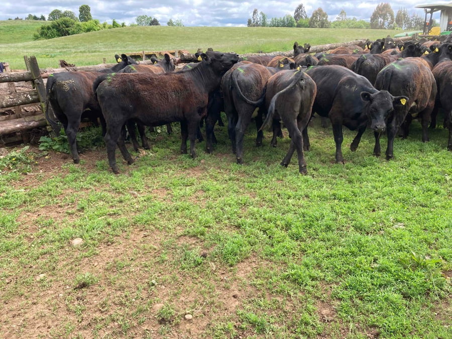 Lote 51 Vaquilla Engorda en Llanquihue, X Región Los Lagos